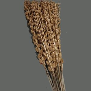 Golden Lichi (MH 27)
