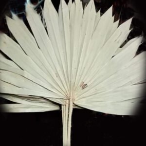 Raw Palm (MH 24)