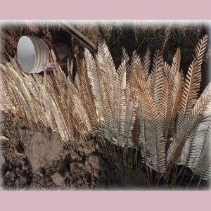 Golden Small Cicus ( MH 14)