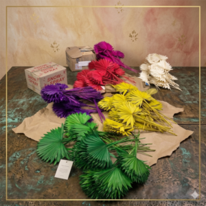 Colour Palm (MH90)1 (2)